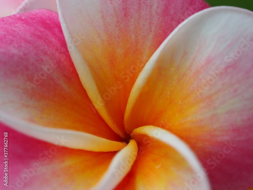 ピンクのプルメリア 「カリフォルニア サンセット」の花