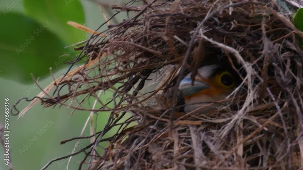 The Silver-breasted Broadbill is a famous bird in Thailand, both local and international; comical and ridiculously coloured bird, plus the bill that is so broad, it is an amusing bird to watch.
