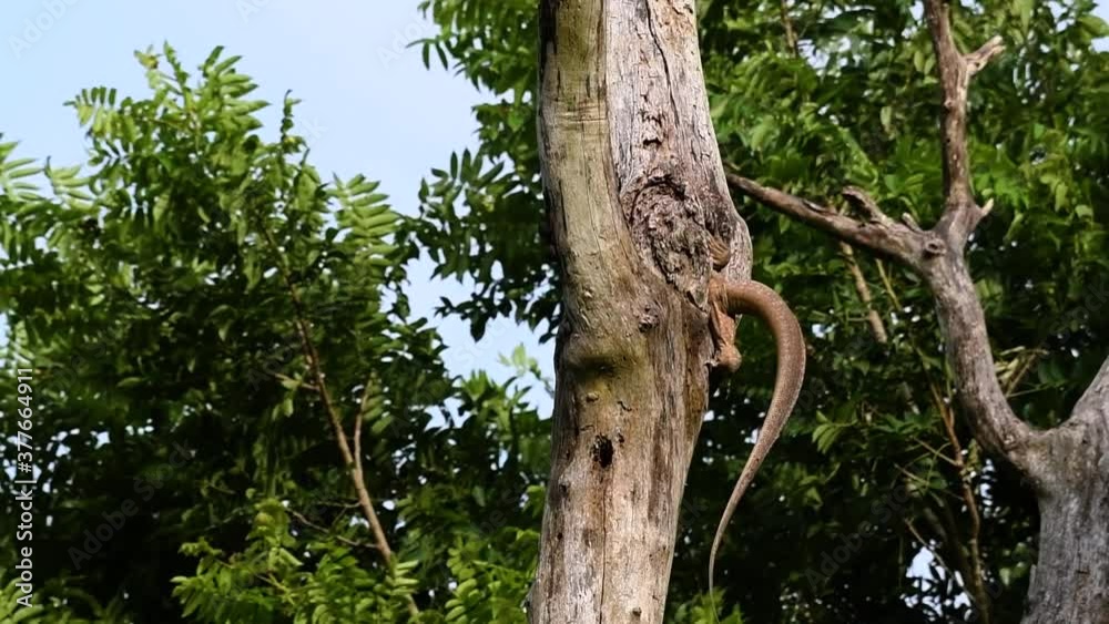 The Clouded Monitor Lizard is found in Thailand and other countries in Asia; a tree climber taking advantage of a deep cavity in a tree as its own nest, then it sticks its head out looking around.