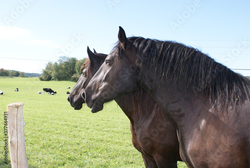 Close up of work horses in a pasture © Ann
