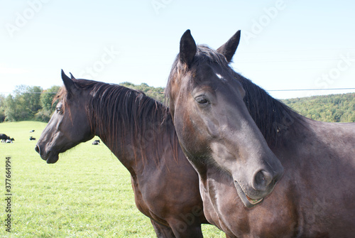 Close up of horses in a pasture