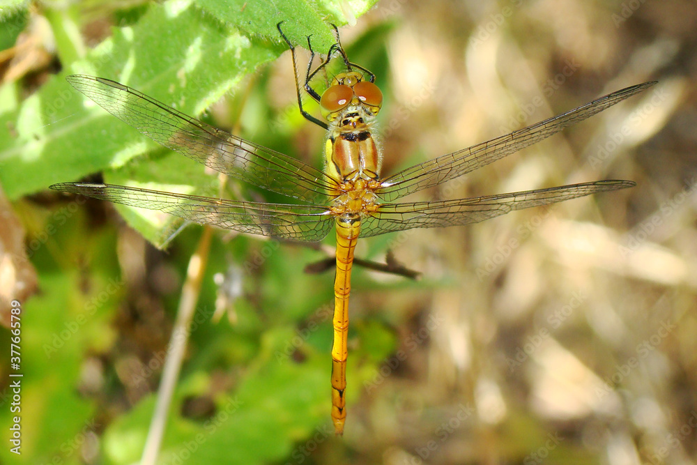 Common Darter (Sympetrum striolatum), immature male Common Darter (Sympetrum striolatum), immature male