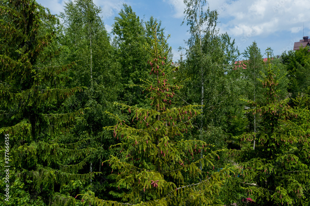 Young growing spruce blossom on a tip of branch spring, beautiful new cones in spruce