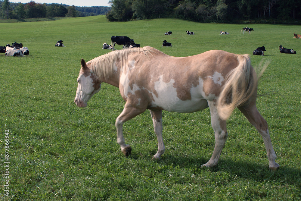 A pinto horse in a pasture with cows