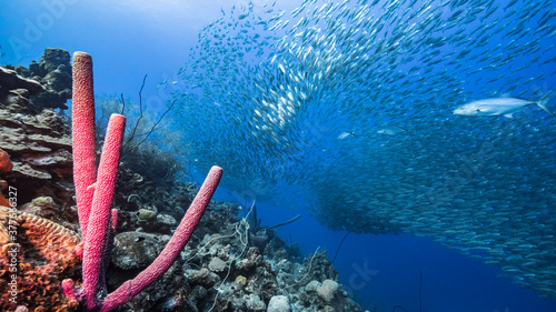 Bait ball / school of fish in turquoise water of coral reef in Caribbean Sea / Curacao with Stove-Pipe Sponge