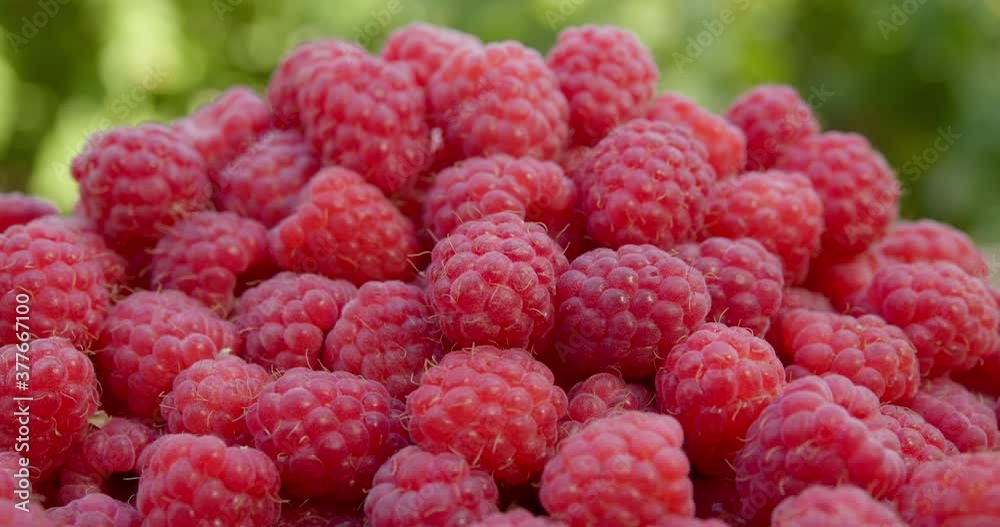 Large raspberries close-up. Juicy ripe berries. Large raspberries close-up. Juicy ripe berries.