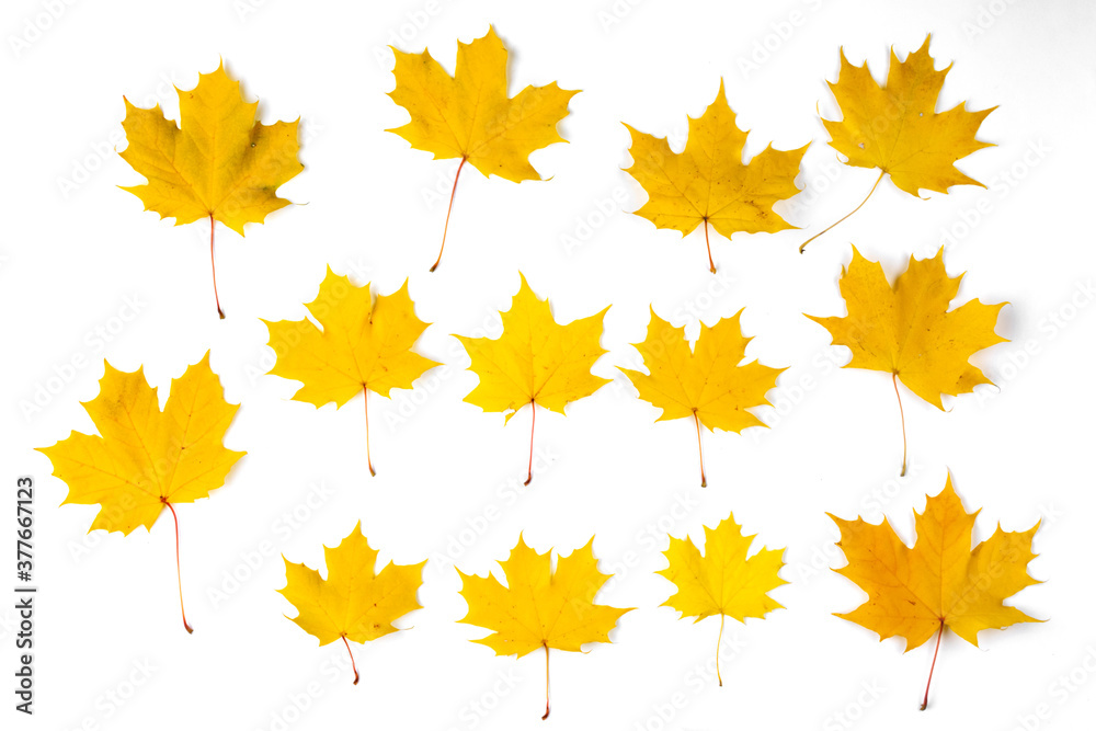 Orange autumn maple leaves Orange autumn maple leaves