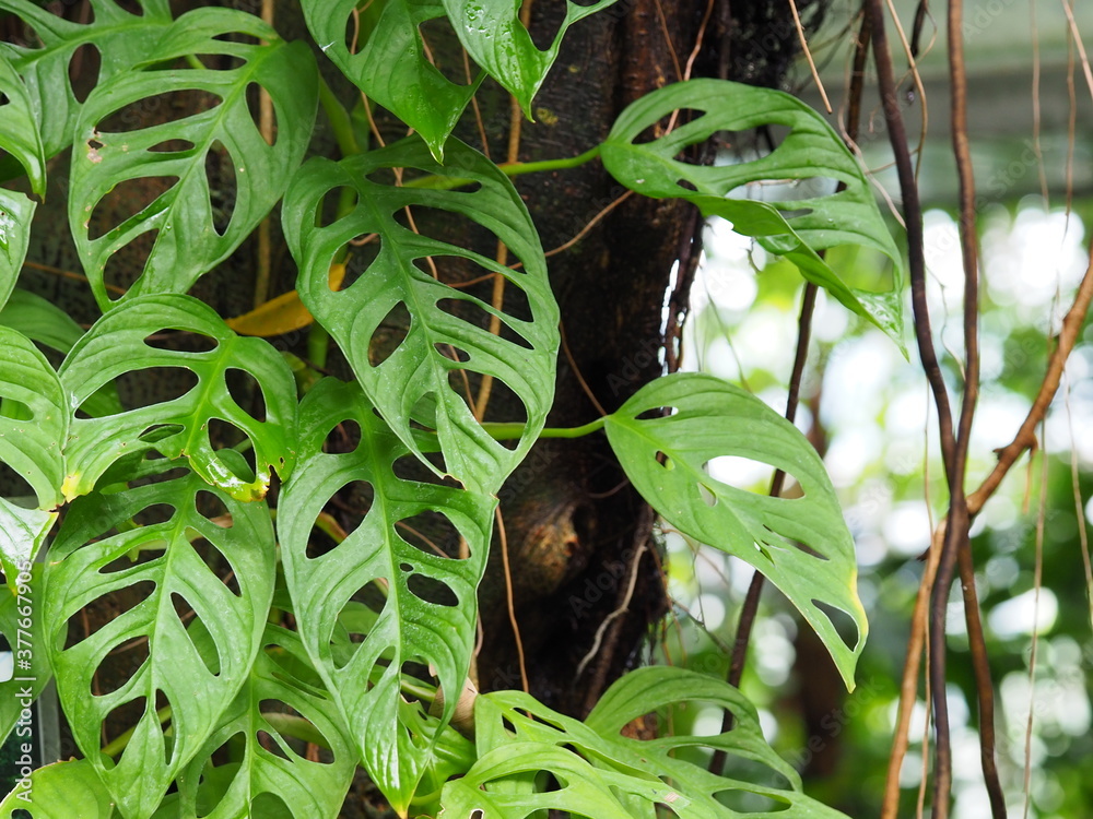 近所に生えてた葉っぱです 【公式通販】