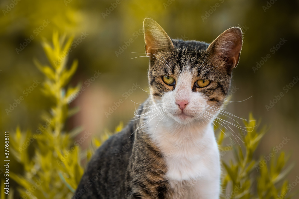 Portrait of a self-centered cat on a beautiful background