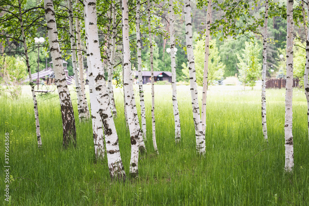 Thin white birches with green leaves grow in clearing on summer day. Thin white birches with green leaves grow in clearing on summer day.