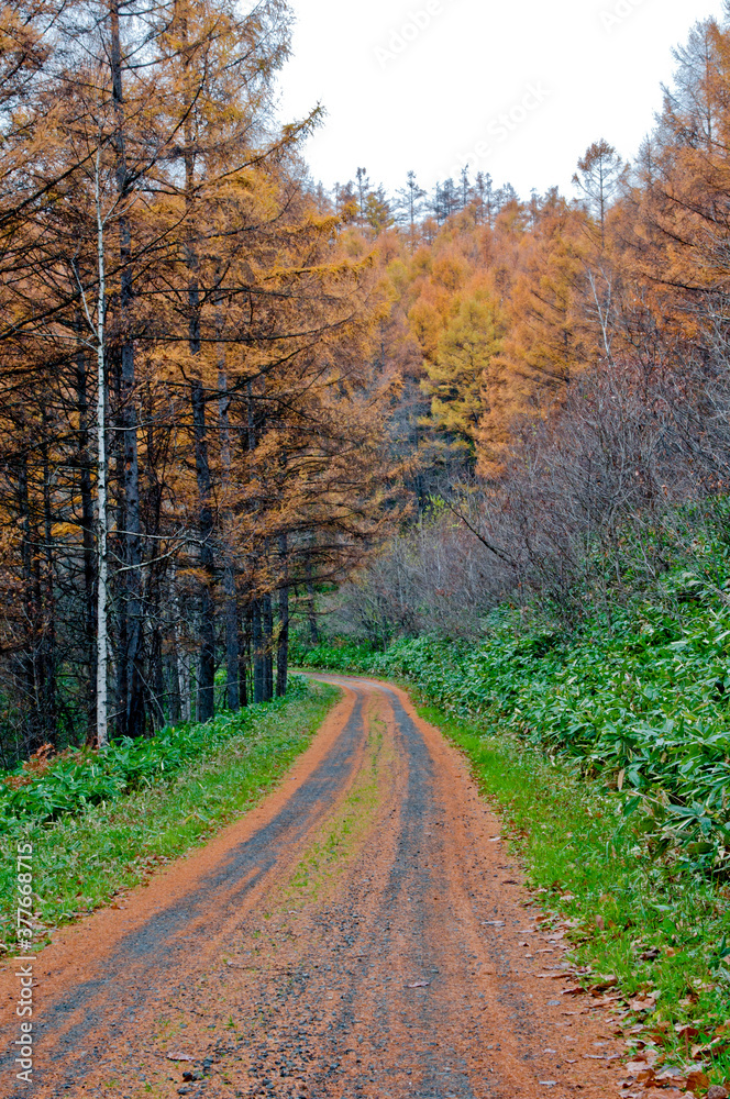カラマツ林を通る秋の山道