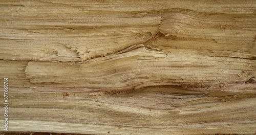 Wooden background with a unique texture. Close-up of wood with sun reflections.