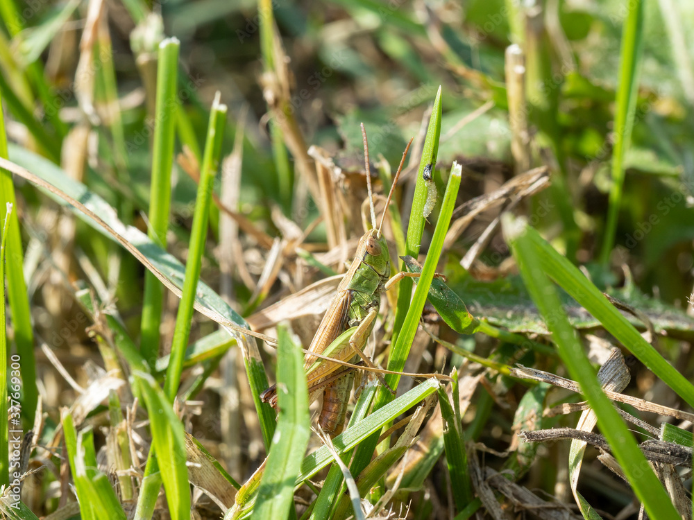 green grasshopper in the grass close-up. macro photo of an insect green grasshopper in the grass close-up. macro photo of an insect