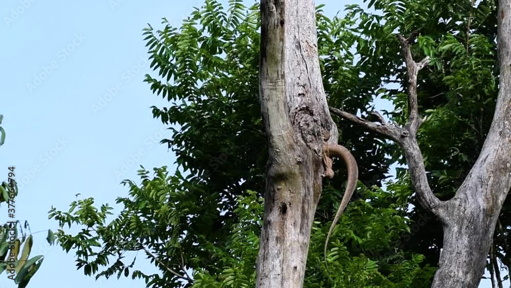 The Clouded Monitor Lizard is found in Thailand and other countries in Asia; a tree climber taking advantage of a deep cavity in a tree as its own nest, then it sticks its head out looking around. The Clouded Monitor Lizard is found in Thailand and other countries in Asia; a tree climber taking advantage of a deep cavity in a tree as its own nest, then it sticks its head out looking around.