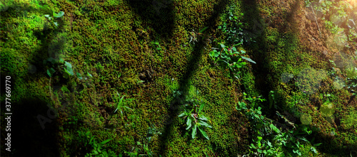 Biodiversity in rain forest. Beautiful green moss on floor with plant biodiversity in rain forest. Green biodiversity in nature and beautiful Moss collection, Cover background. photo