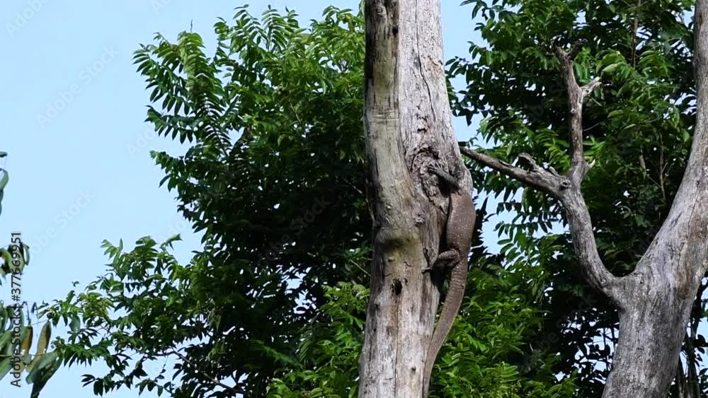 The Clouded Monitor Lizard is found in Thailand and other countries in Asia; a tree climber taking advantage of a deep cavity in a tree as its own nest, then it sticks its head out looking around. The Clouded Monitor Lizard is found in Thailand and other countries in Asia; a tree climber taking advantage of a deep cavity in a tree as its own nest, then it sticks its head out looking around.