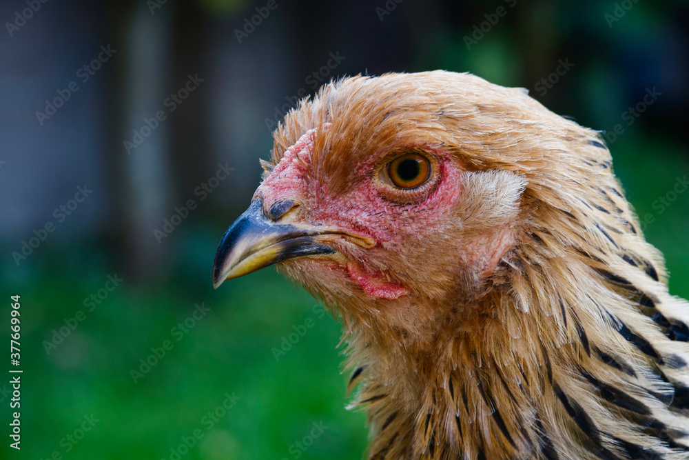 Portrait of a Brahma columbia buff chicken photo made in Weert the Netherlands