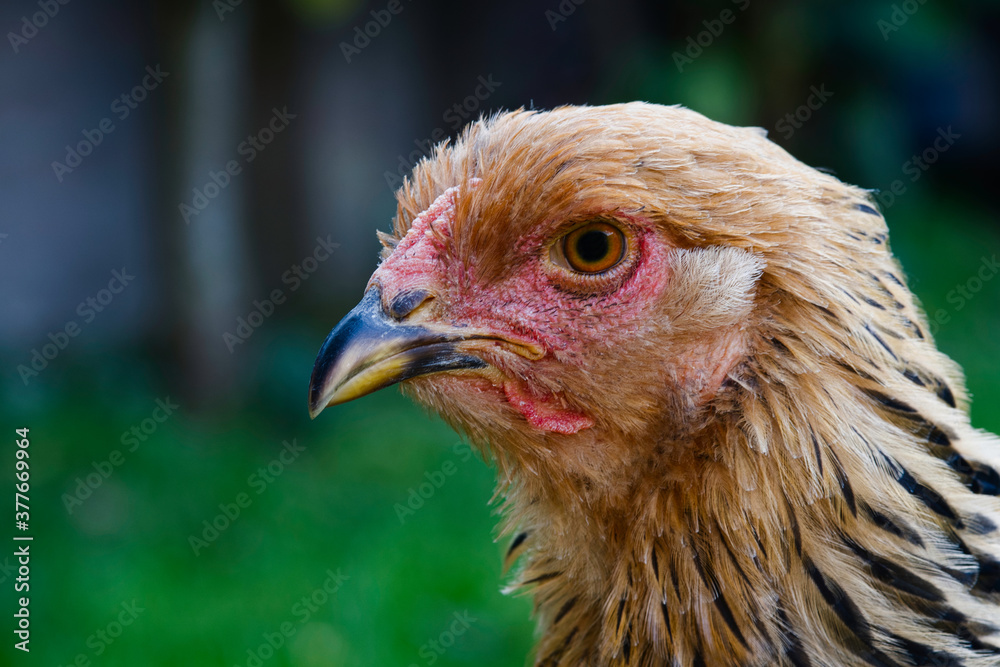 Portrait of a Brahma columbia buff chicken photo made in Weert the Netherlands Portrait of a Brahma columbia buff chicken photo made in Weert the Netherlands