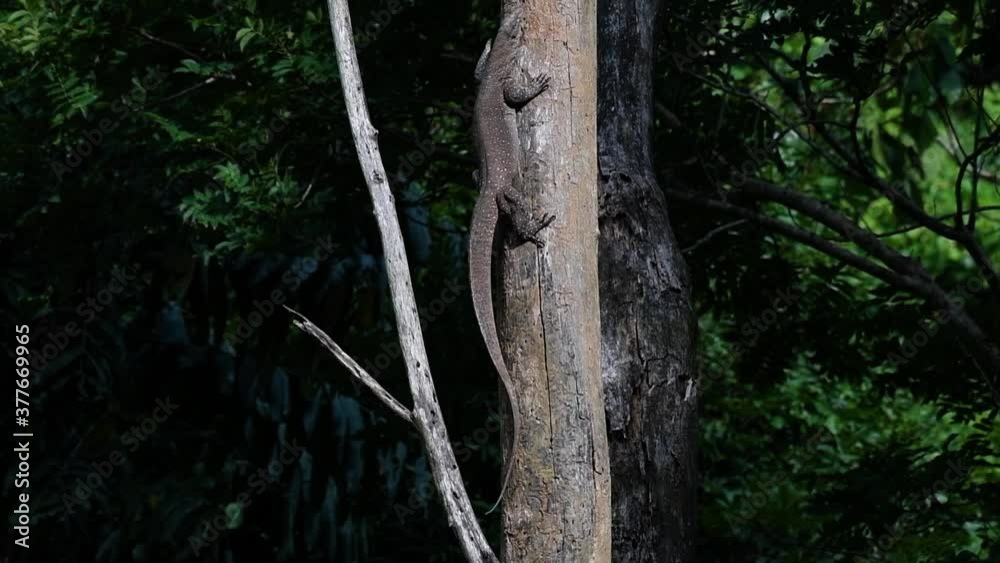 The Clouded Monitor Lizard is found in Thailand and other countries in Asia; a tree climber taking advantage of a deep cavity in a tree as its own nest, then it sticks its head out looking around. The Clouded Monitor Lizard is found in Thailand and other countries in Asia; a tree climber taking advantage of a deep cavity in a tree as its own nest, then it sticks its head out looking around.