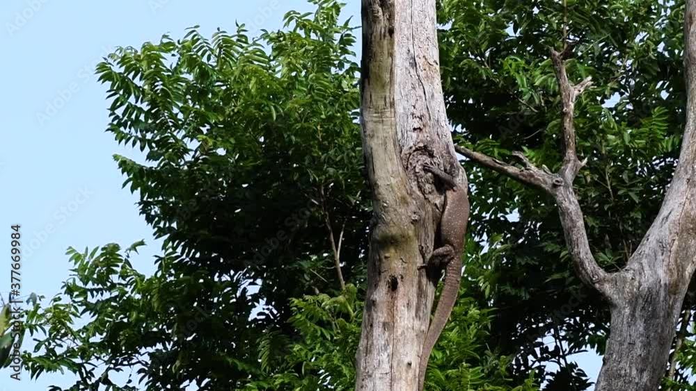 The Clouded Monitor Lizard is found in Thailand and other countries in Asia; a tree climber taking advantage of a deep cavity in a tree as its own nest, then it sticks its head out looking around. The Clouded Monitor Lizard is found in Thailand and other countries in Asia; a tree climber taking advantage of a deep cavity in a tree as its own nest, then it sticks its head out looking around.