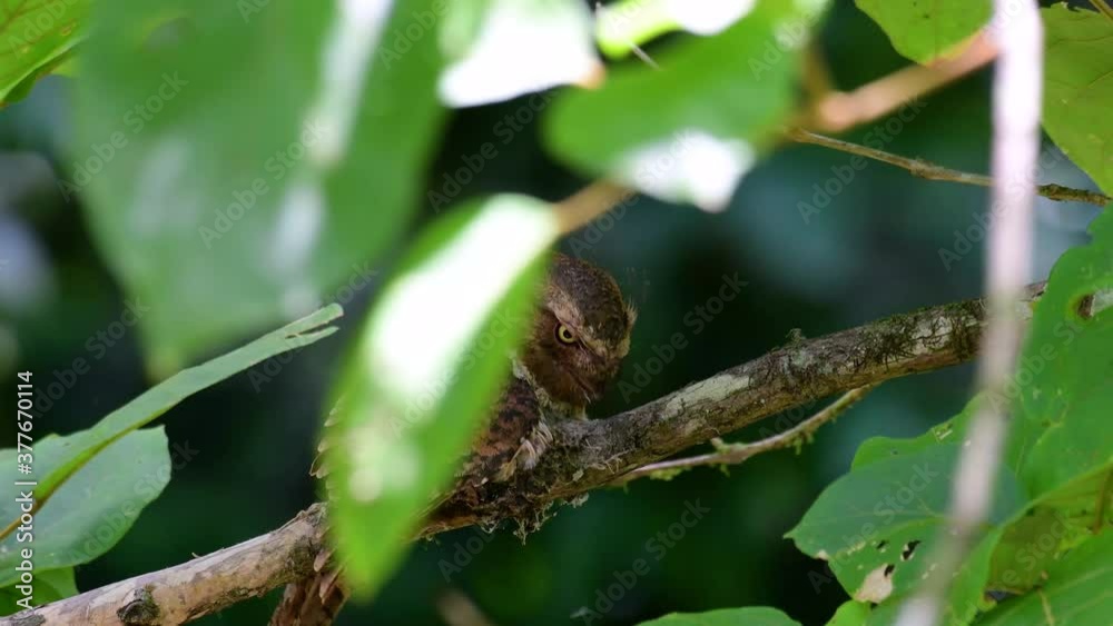 The Javan Frogmouth or Horsfield's Frogmouth is found in Thailand and other Asian countries; its habitat is the subtropical or tropical moist lowlands and it’s famous for its frog-like mouth. The Javan Frogmouth or Horsfield's Frogmouth is found in Thailand and other Asian countries; its habitat is the subtropical or tropical moist lowlands and it’s famous for its frog-like mouth.