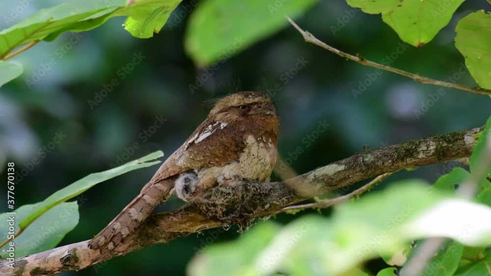 The Javan Frogmouth or Horsfield's Frogmouth is found in Thailand and other Asian countries; its habitat is the subtropical or tropical moist lowlands and it’s famous for its frog-like mouth. The Javan Frogmouth or Horsfield's Frogmouth is found in Thailand and other Asian countries; its habitat is the subtropical or tropical moist lowlands and it’s famous for its frog-like mouth.