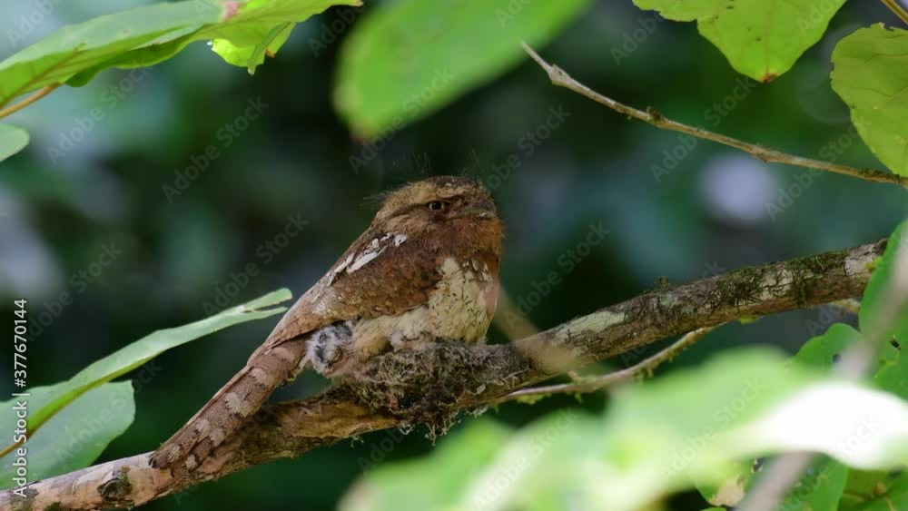 The Javan Frogmouth or Horsfield's Frogmouth is found in Thailand and other Asian countries; its habitat is the subtropical or tropical moist lowlands and it’s famous for its frog-like mouth. The Javan Frogmouth or Horsfield's Frogmouth is found in Thailand and other Asian countries; its habitat is the subtropical or tropical moist lowlands and it’s famous for its frog-like mouth.