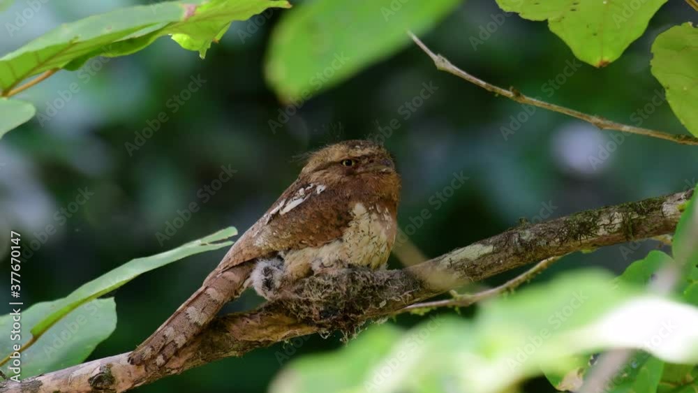 The Javan Frogmouth or Horsfield's Frogmouth is found in Thailand and other Asian countries; its habitat is the subtropical or tropical moist lowlands and it’s famous for its frog-like mouth. The Javan Frogmouth or Horsfield's Frogmouth is found in Thailand and other Asian countries; its habitat is the subtropical or tropical moist lowlands and it’s famous for its frog-like mouth.