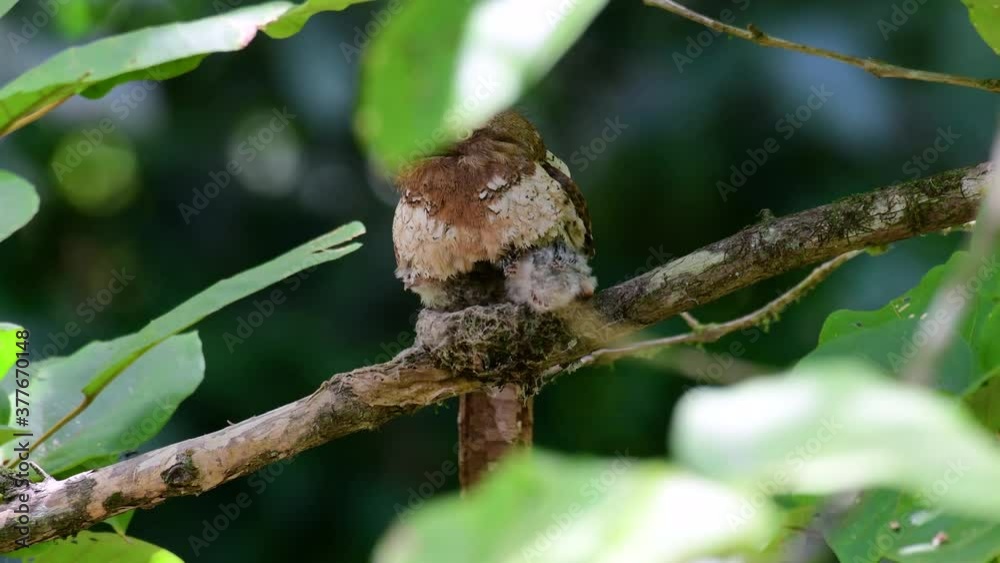 The Javan Frogmouth or Horsfield's Frogmouth is found in Thailand and other Asian countries; its habitat is the subtropical or tropical moist lowlands and it’s famous for its frog-like mouth. The Javan Frogmouth or Horsfield's Frogmouth is found in Thailand and other Asian countries; its habitat is the subtropical or tropical moist lowlands and it’s famous for its frog-like mouth.