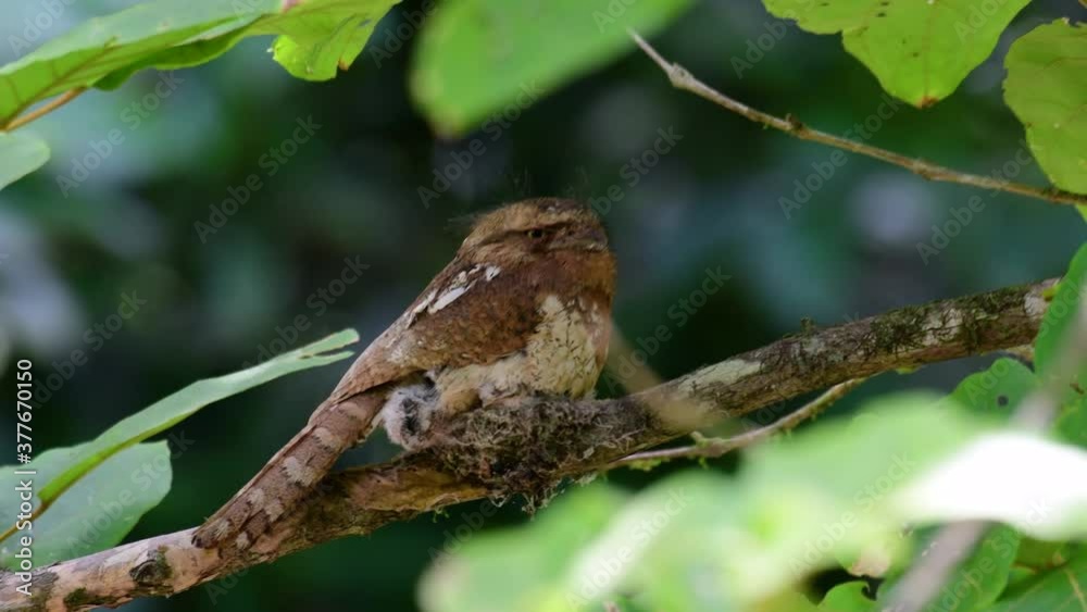 The Javan Frogmouth or Horsfield's Frogmouth is found in Thailand and other Asian countries; its habitat is the subtropical or tropical moist lowlands and it’s famous for its frog-like mouth. The Javan Frogmouth or Horsfield's Frogmouth is found in Thailand and other Asian countries; its habitat is the subtropical or tropical moist lowlands and it’s famous for its frog-like mouth.