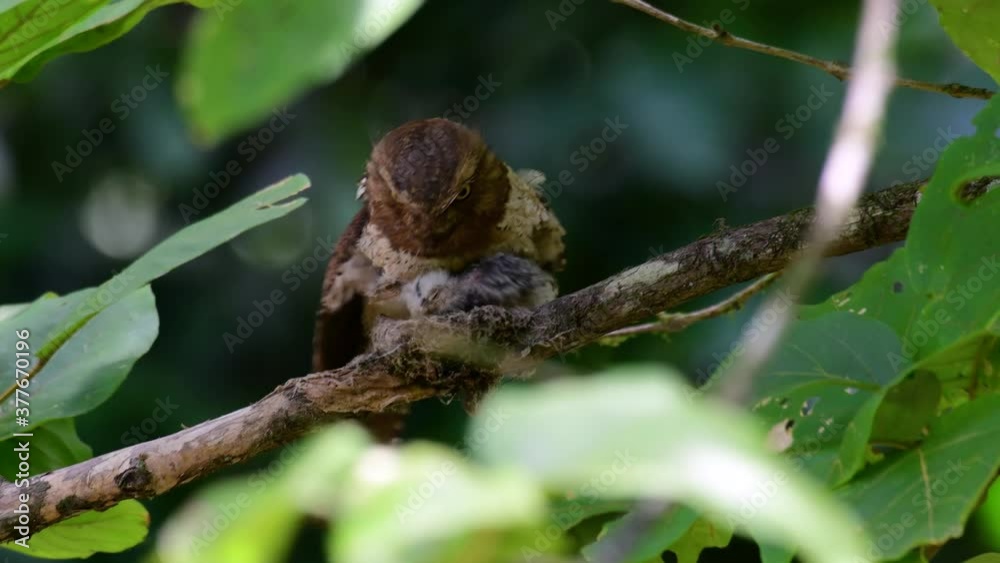 The Javan Frogmouth or Horsfield's Frogmouth is found in Thailand and other Asian countries; its habitat is the subtropical or tropical moist lowlands and it’s famous for its frog-like mouth. The Javan Frogmouth or Horsfield's Frogmouth is found in Thailand and other Asian countries; its habitat is the subtropical or tropical moist lowlands and it’s famous for its frog-like mouth.