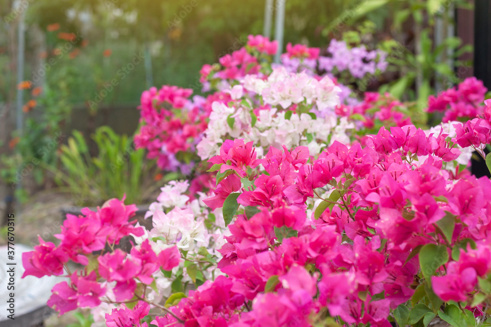 Magenta and pink Bougainvillea flower bloom with sunlight in the garden on blur nature background.