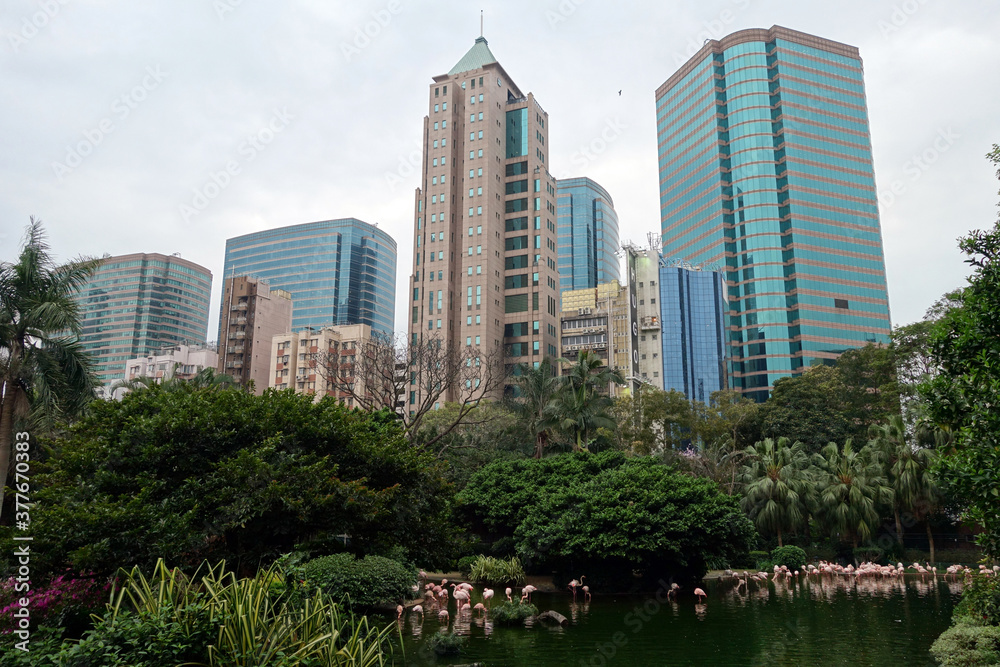 Oasis of green in urban setting, Kowloon Park blends well with surrounding natural landscape of Hong Kong city. Pink flamingoes hunting in the pond.