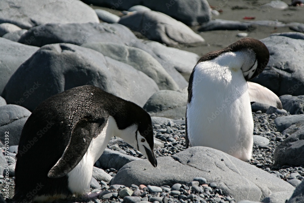 Fototapeta premium Chinstrap penquin / Pygoscelis antracticus / It is up to 68 centimeters tall, weighing about 4.5 kilograms. It is easy to recognize the narrow black stripe beneath the beak. Roberts island.Antarctica