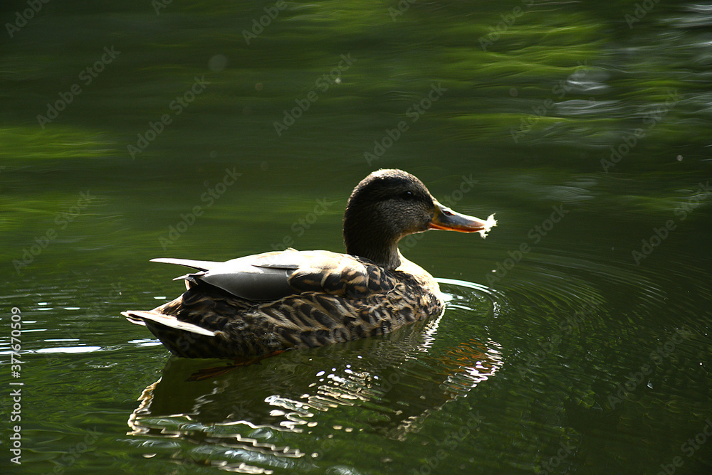 Ente auf dem Wasser Ente auf dem Wasser