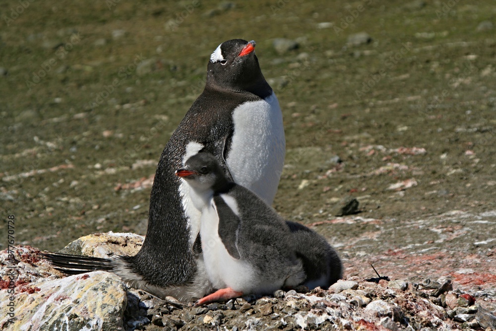 Fototapeta premium Colonies of Gentoo Penguin / Pygoscelis papua / on Aitcho island. During the Antarctic Summer, young penguins are thrown out of the eggs.South Shetland Islandss.Antarctica