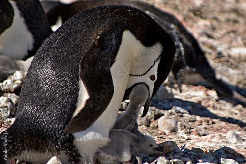 Colonies of Chinstrap Penguin / Pygoscelis antarcticus / on Aitcho island. During the Antarctic Summer, young penguins are thrown out of the eggs.South Shetland Islands.Antarctica. photo