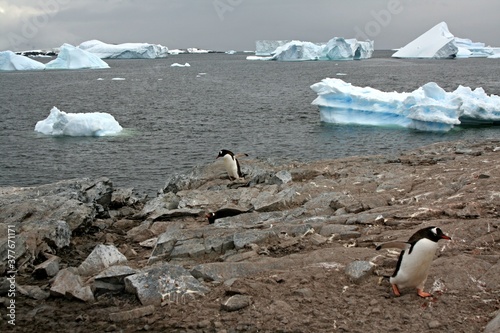 Colonies of Gentoo Penguin / Pygoscelis papua / on Cuverville island. During the Antarctic Summer, young penguins are thrown out of the eggs.Floating glaciers in the South Ocean.Antarctica