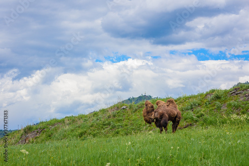 Mountain two humped camel with warm wool grazes in mountainous area.