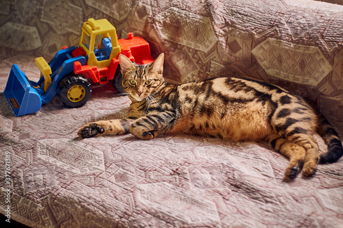 brown thick cat with green eyes and large protruding ears lies at home on the devan next to a toy tractor. The cat has a smooth short coat, beautiful strips with spots and a thick stomach. photo