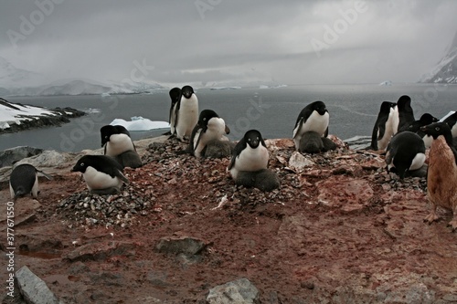 Nesting penguins Adeliae / Pygoscelis adeliae / with young penguins. Petermann island. The South Ocean. Antarctica.