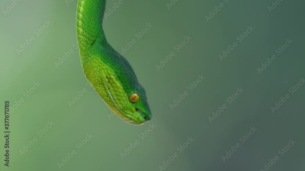 The White-lipped Pit Viper is a venomous pit viper endemic to Southeast Asia and is often found during the night waiting on a branch or limb of a tree near a body of water with plenty of food items. The White-lipped Pit Viper is a venomous pit viper endemic to Southeast Asia and is often found during the night waiting on a branch or limb of a tree near a body of water with plenty of food items.