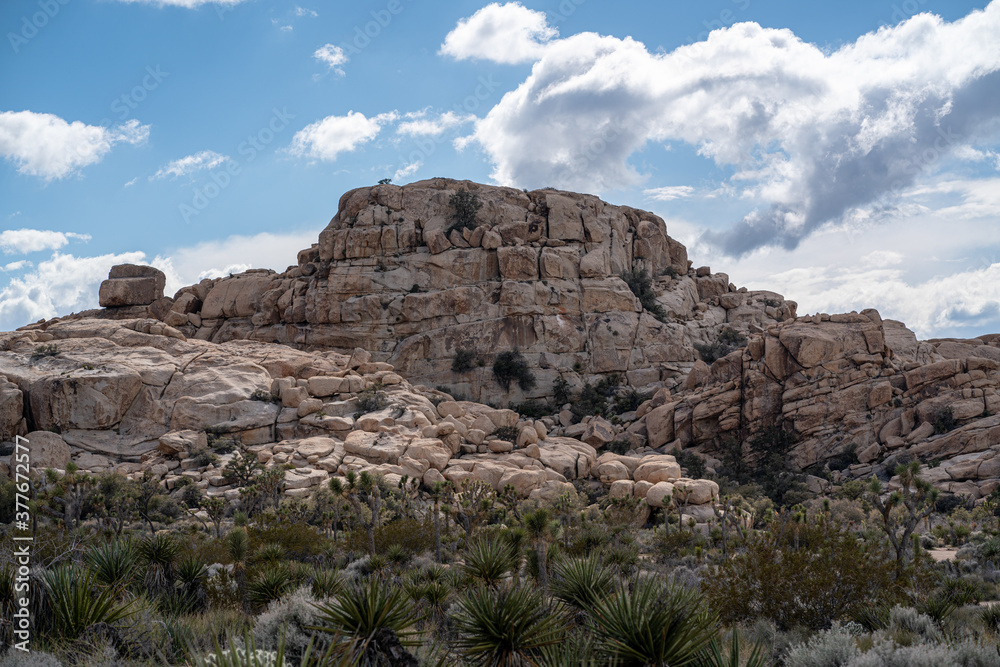 Fototapeta premium Joshua Tree