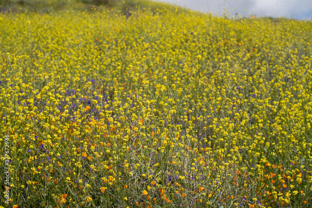 Fototapeta premium Flowers 