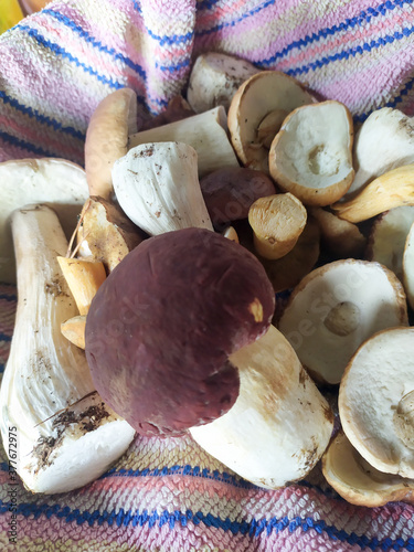 cranberry White mushroom collected in the forest with cranberries