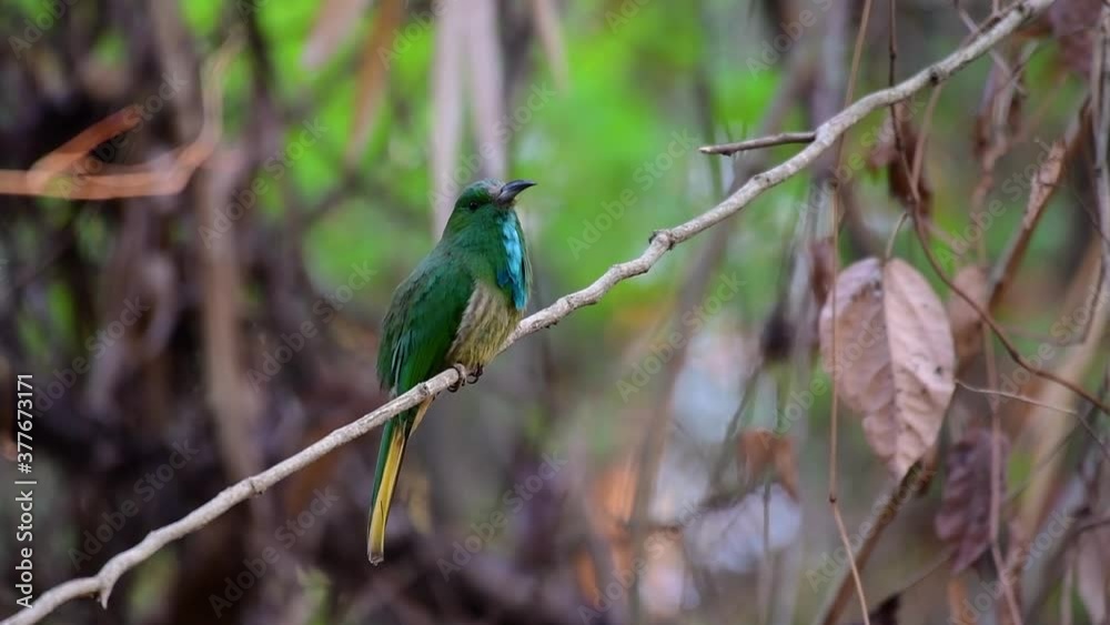 The Blue-bearded Bee-eater is found in the Malayan peninsula including Thailand at particular forest clearings; it has a loud barking call and an extended blue beard-like feathers under its throat. The Blue-bearded Bee-eater is found in the Malayan peninsula including Thailand at particular forest clearings; it has a loud barking call and an extended blue beard-like feathers under its throat.