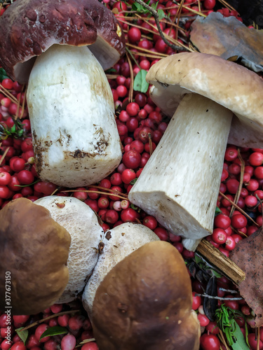 cranberry White mushroom collected in the forest with cranberries