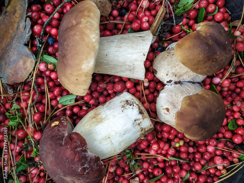 cranberry White mushroom collected in the forest with cranberries