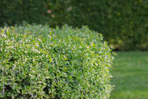 Boxwood bushes in the garden. Care and pruning of boxwood bushes. A hedge of bushes in the garden.