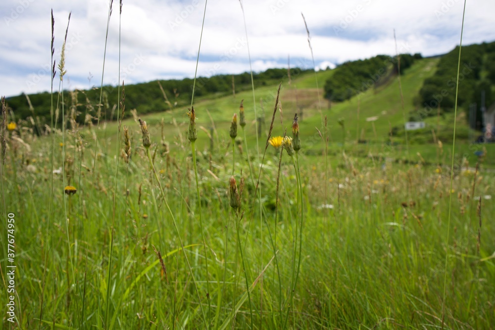 Withered dandelion at the plateau in Yamagata. Withered dandelion at the plateau in Yamagata.